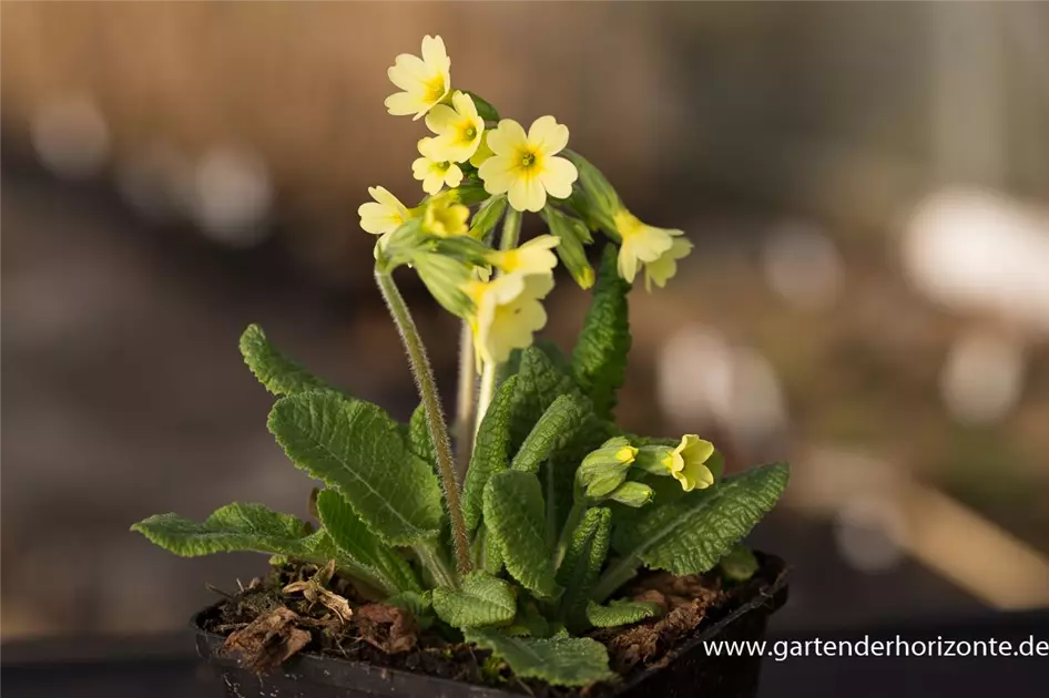 Porno kino eski odam bilan jinsiy aloqa ogirildi