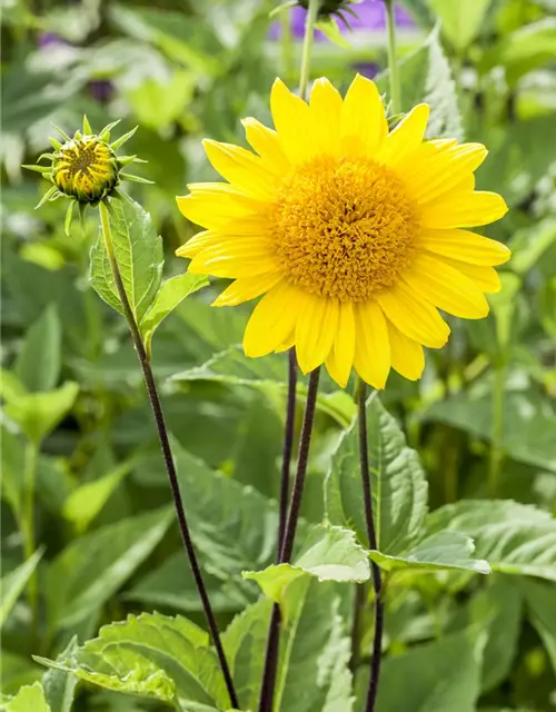 Garten-Stauden-Sonnenblume 'Capenoch Star'