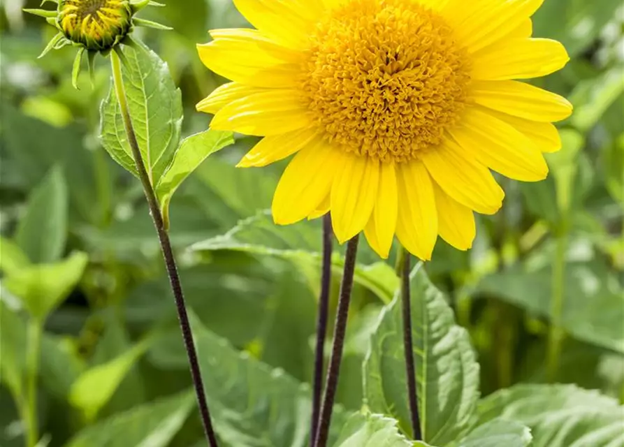 Garten-Stauden-Sonnenblume 'Capenoch Star'