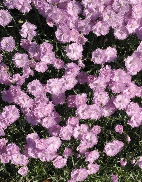 Garten-Pfingst-Nelke 'Pink Jewel'