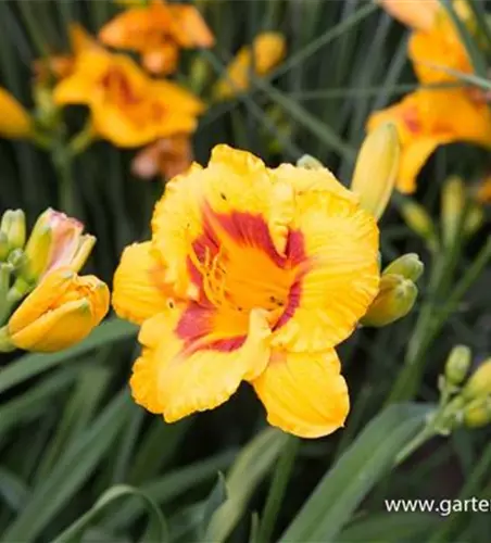Garten-Taglilie 'Fooled Me'