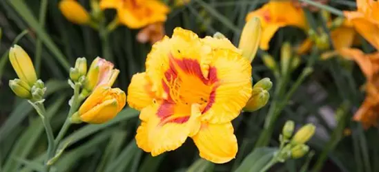 Garten-Taglilie 'Fooled Me'