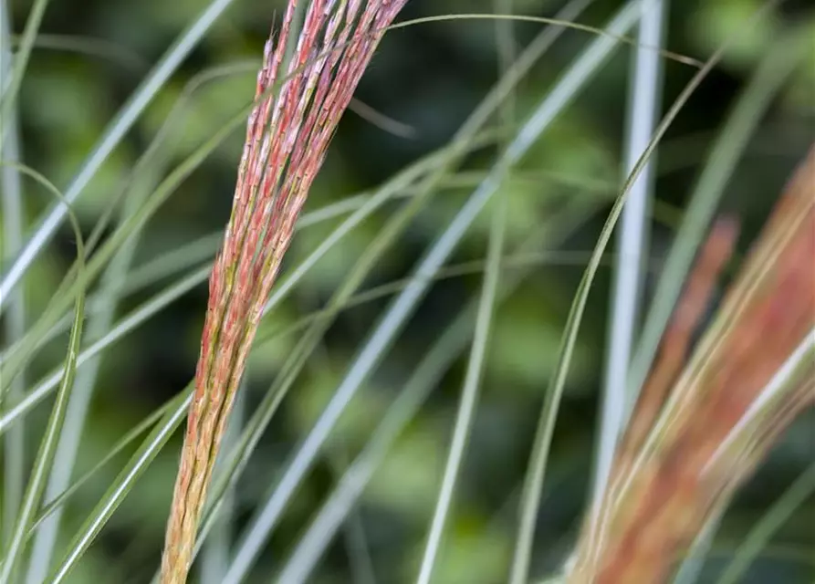 Garten-Chinaschilf 'Kleine Silberspinne'