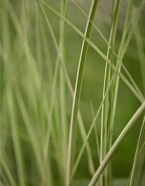 Garten-Chinaschilf 'Kleine Silberspinne'