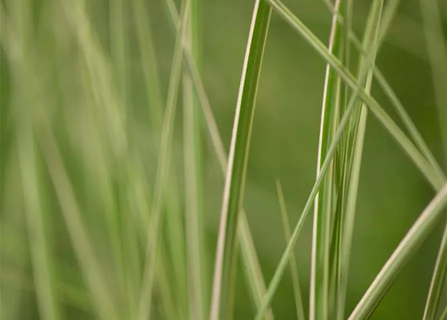 Garten-Chinaschilf 'Kleine Silberspinne'