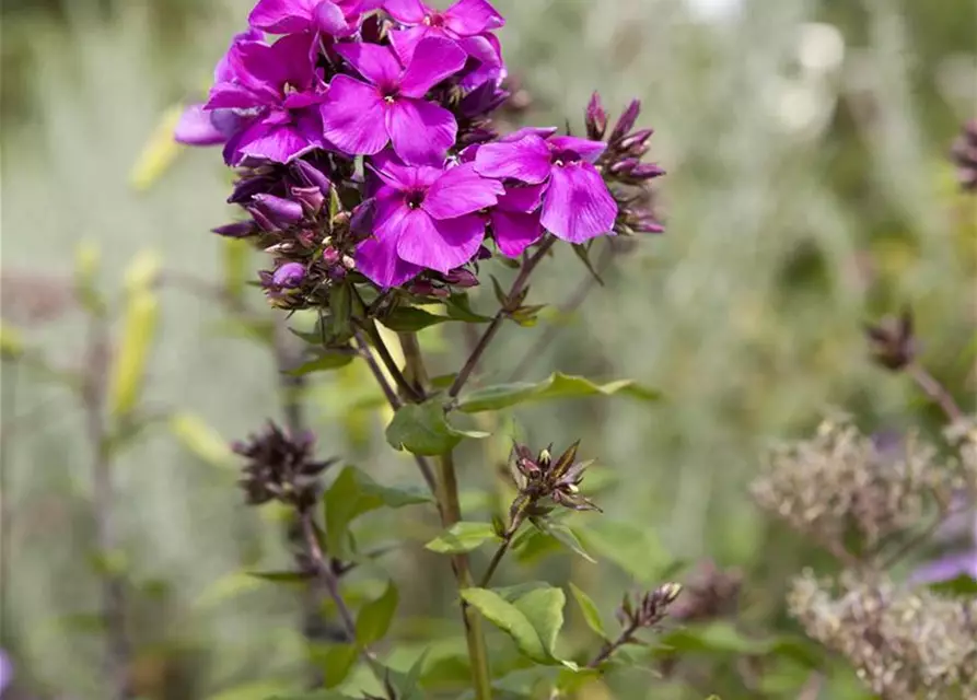 Hohe Garten-Flammenblume 'Starfire'