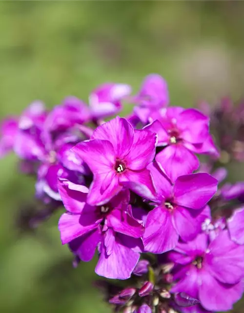 Hohe Garten-Flammenblume 'Starfire'