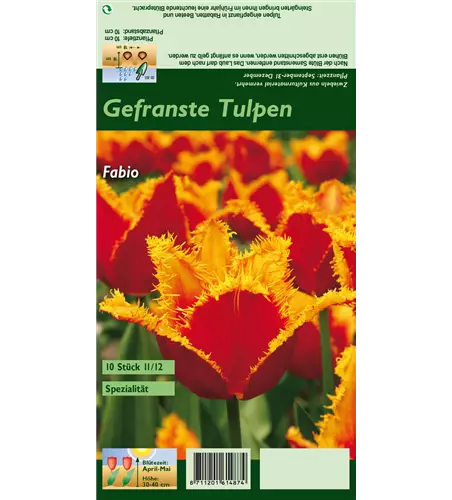 Gefranste Tulpe 'Fabio'