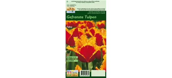 Gefranste Tulpe 'Fabio'
