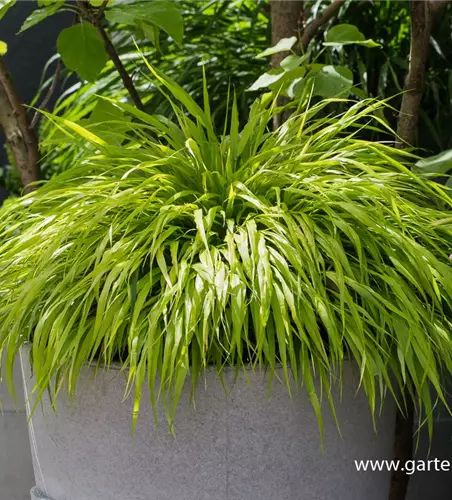 Hakonechloa macra Hakonechloa macra