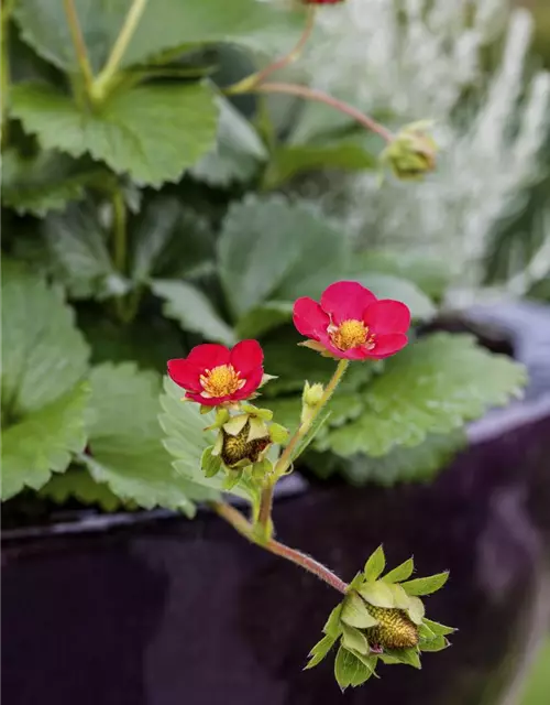 Garten-Zier-Erdbeere 'Red Ruby'