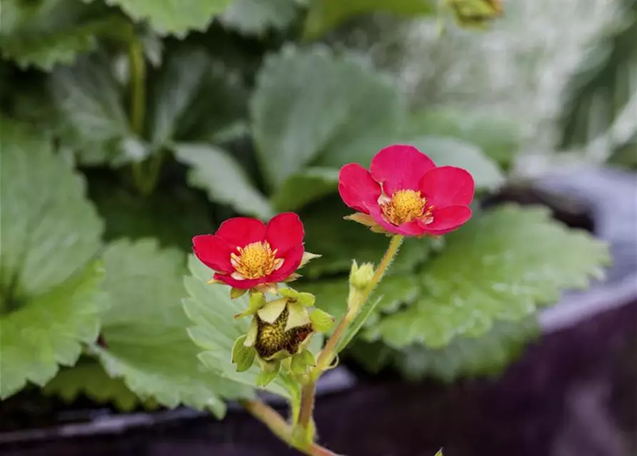 Garten-Zier-Erdbeere 'Red Ruby'