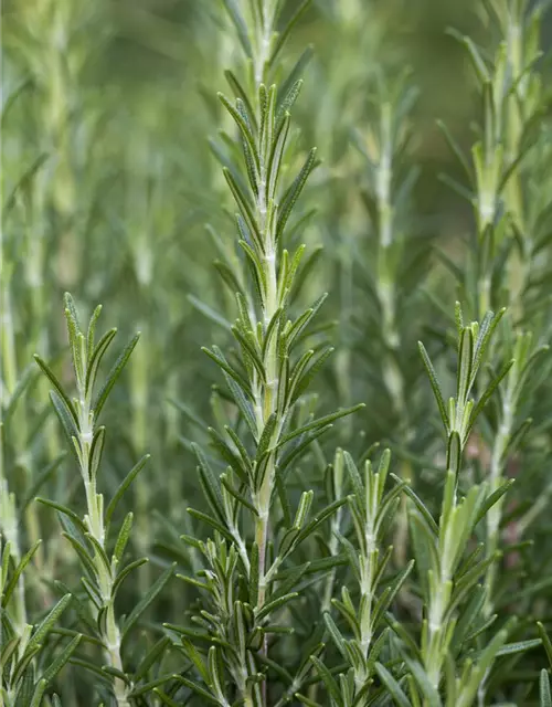 Garten-Rosmarin 'Arp'