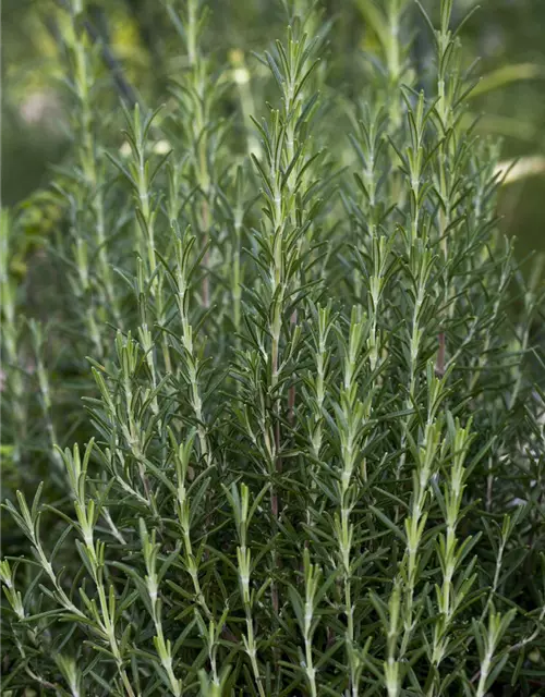 Garten-Rosmarin 'Arp'