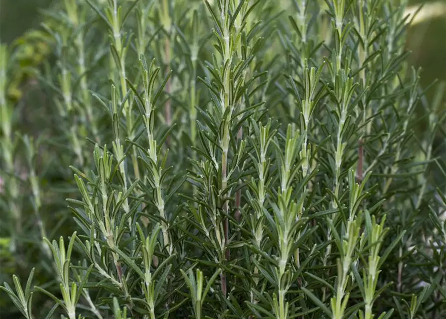 Garten-Rosmarin 'Arp'