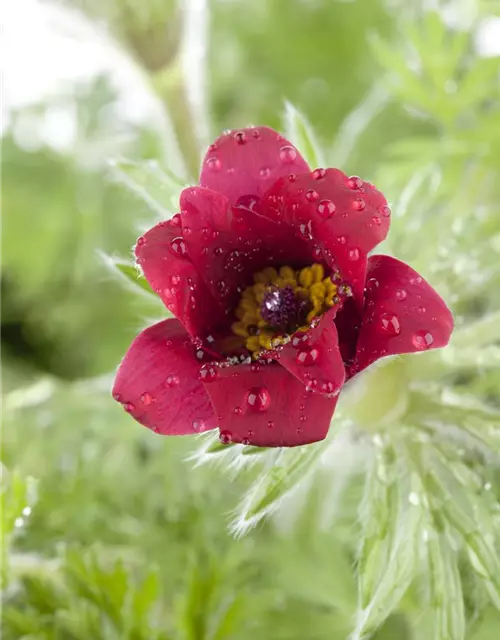 Rotblühende Garten-Kuhschelle 'Rote Glocke'