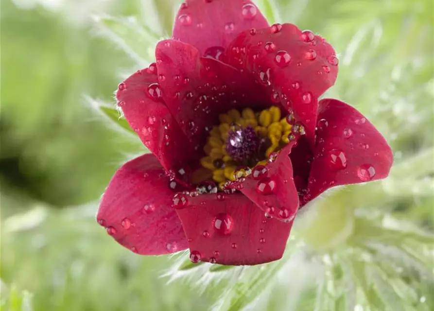Rotblühende Garten-Kuhschelle 'Rote Glocke'