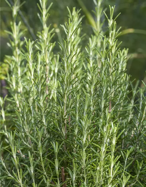 Garten-Rosmarin 'Arp'