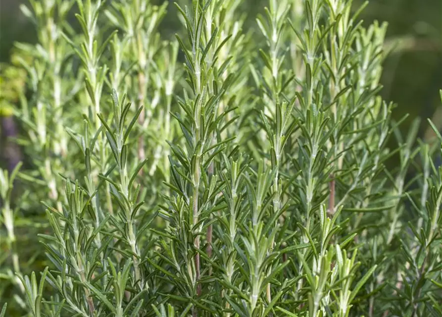 Garten-Rosmarin 'Arp'