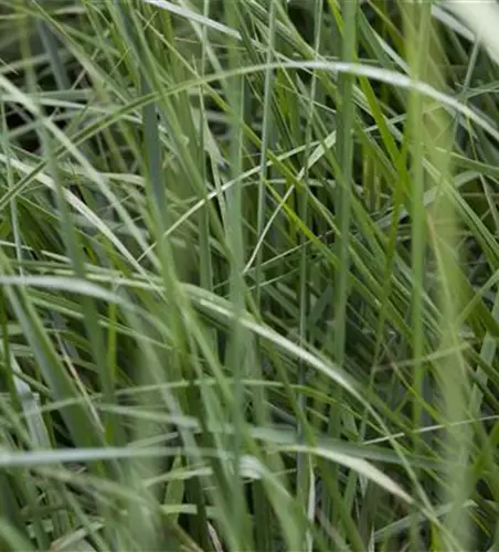 Garten-Chinaschilf 'Graziella'