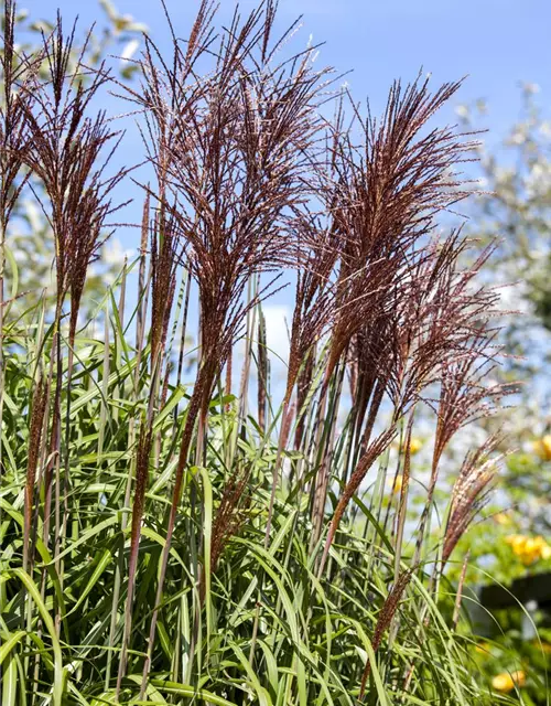 Garten-Chinaschilf 'Ghana'