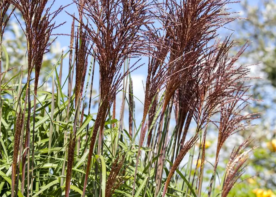 Garten-Chinaschilf 'Ghana'