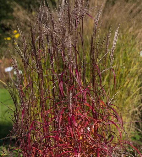 Garten-Chinaschilf 'Ghana'