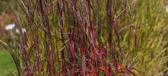 Garten-Chinaschilf 'Ghana'