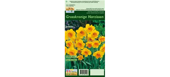 Großkronige Narzisse 'Juanita'