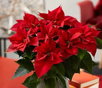 WIE GEHT... WEIHNACHTSSTERN PFLEGEN?