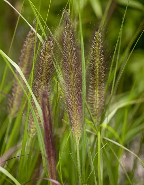 Garten-Federborstengras