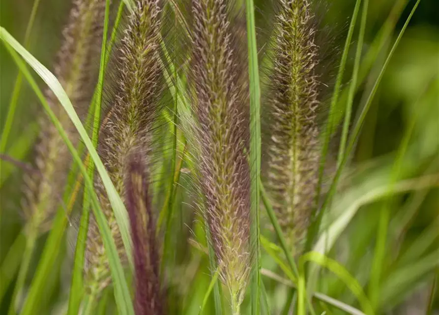 Garten-Federborstengras