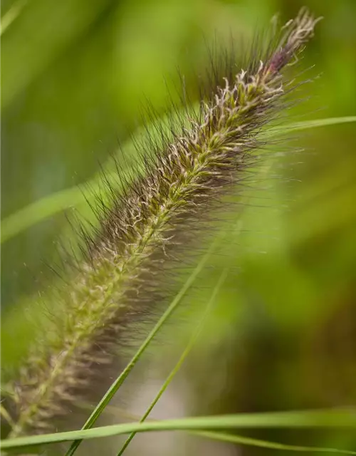 Garten-Federborstengras