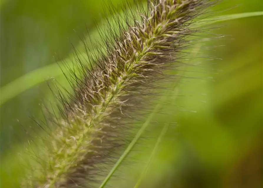 Garten-Federborstengras