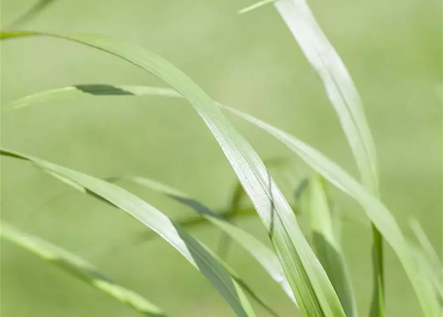 Garten-Federborstengras