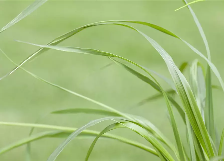 Garten-Federborstengras