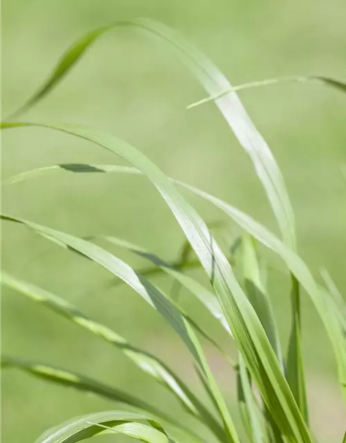Garten-Federborstengras