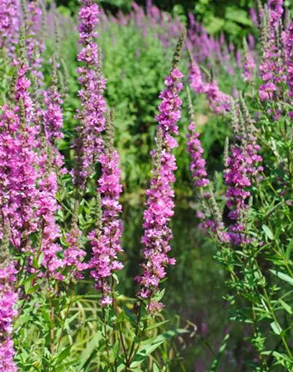 Garten-Blut-Weiderich 'Robert'