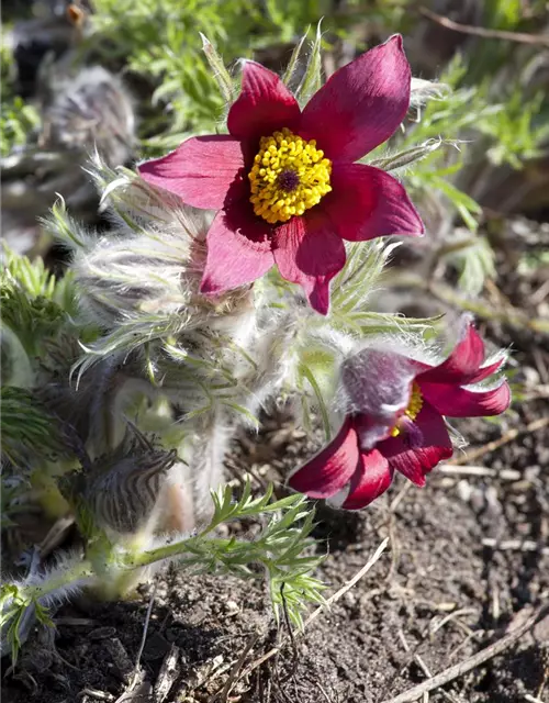 Rotblühende Garten-Kuhschelle 'Rote Glocke'