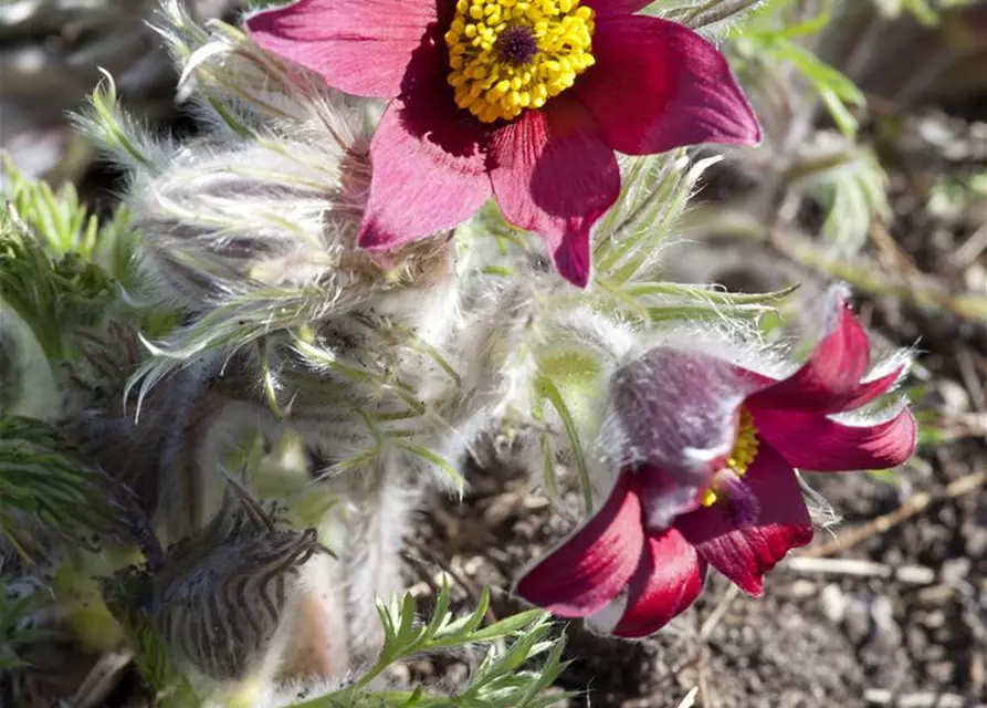 Rotblühende Garten-Kuhschelle 'Rote Glocke'