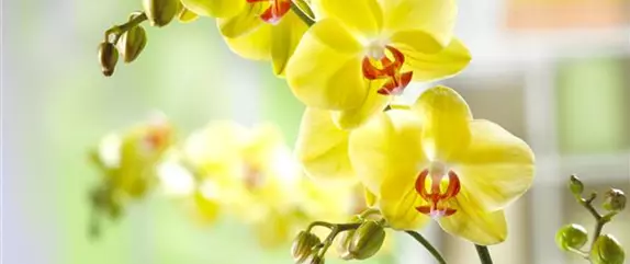 BLUMIGER VALENTINSTAG! BLUMIGER VALENTINSTAG!