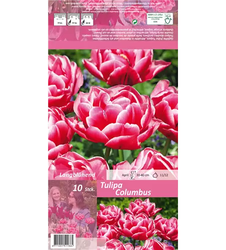 Gefüllte Tulpe 'Columbus'