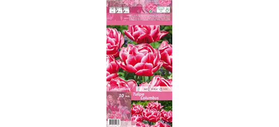 Gefüllte Tulpe 'Columbus'