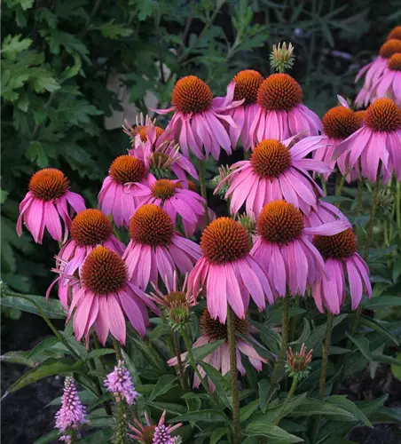 Garten-Scheinsonnenhut 'Mistral'