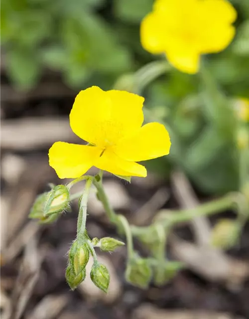 Garten-Sonnenröschen 'Golden Queen'