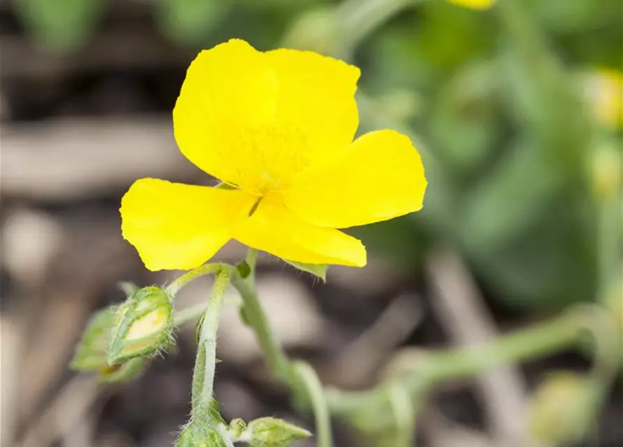 Garten-Sonnenröschen 'Golden Queen'