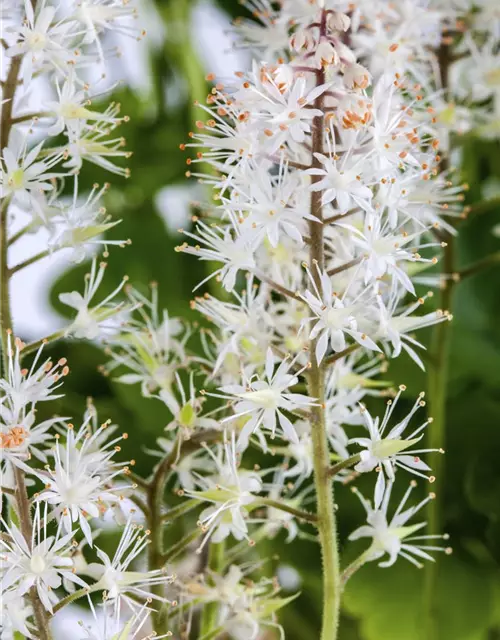 Herzblättrige Schaumblüte