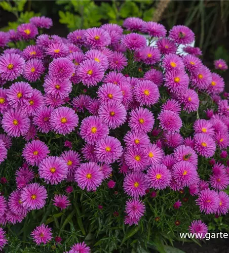 Garten-Kissen-Aster 'Peter Harrison'