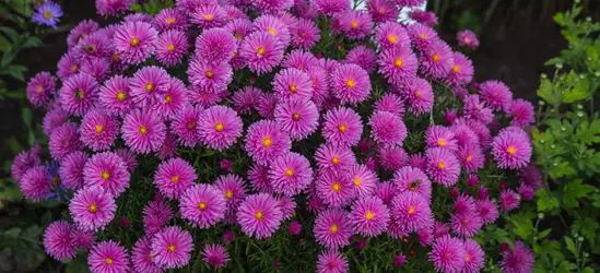 Garten-Kissen-Aster 'Peter Harrison'