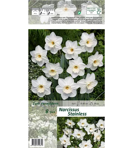 Großkronige Narzisse 'Stainless'